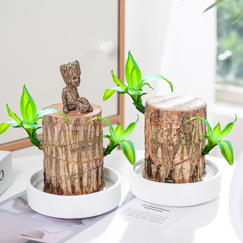 🔥2024 Best Seller🔥-Lucky Brazil Wood Potted Plant🎊