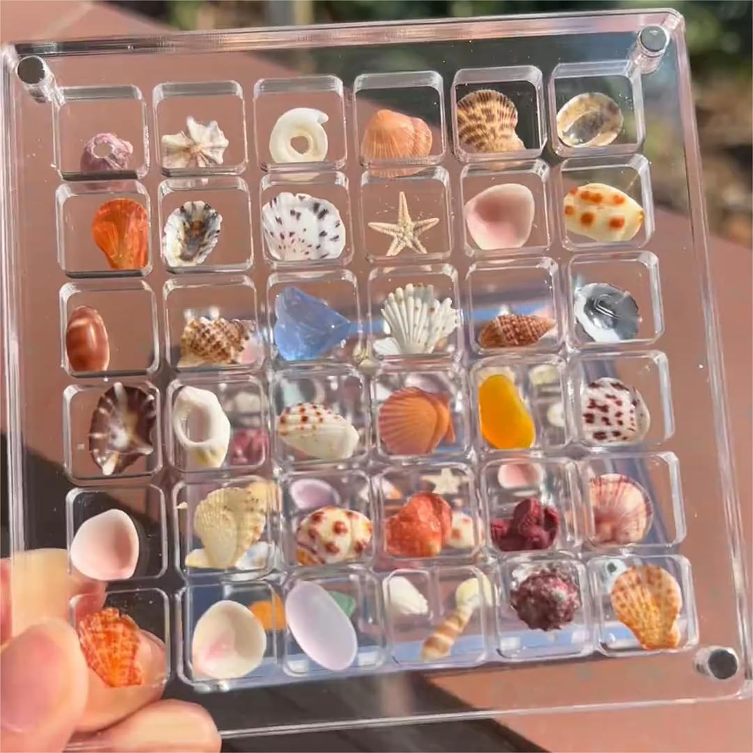 SeaShell Display Case (Buy 1 Get 1 FREE)