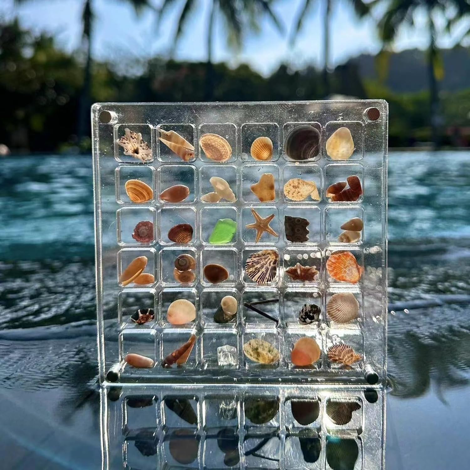 SeaShell Display Case (Buy 1 Get 1 FREE)