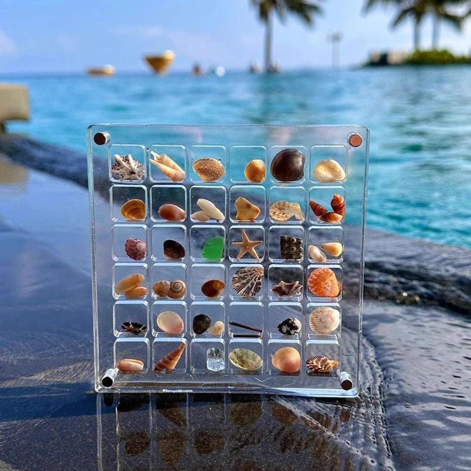 SeaShell Display Case (Buy 1 Get 1 FREE)