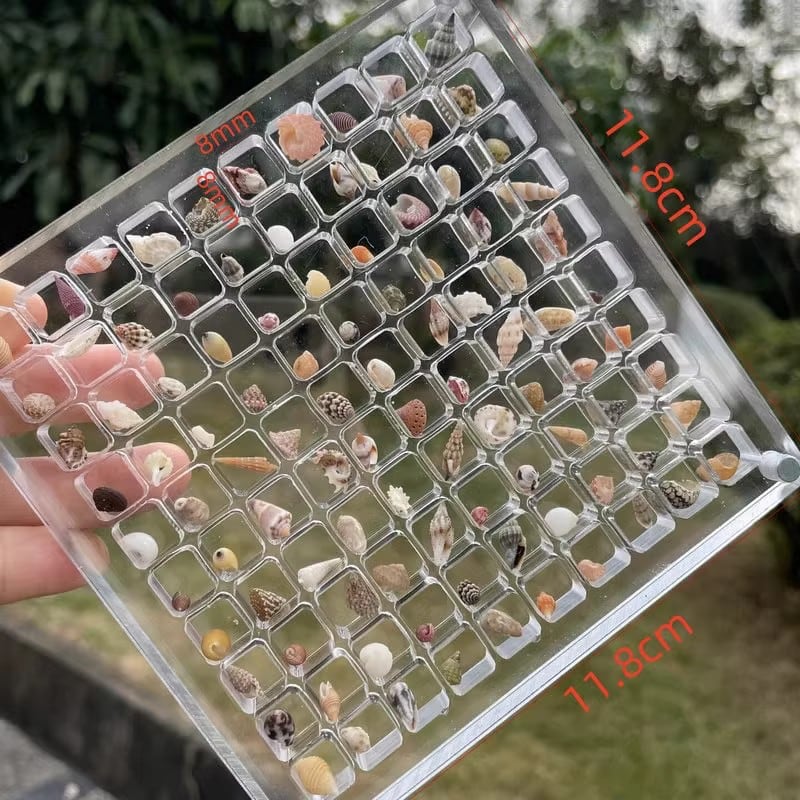 SeaShell Display Case (Buy 1 Get 1 FREE)